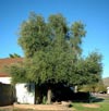 North Cyprus - Common Olive Tree