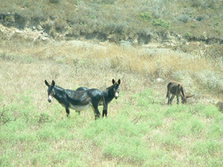 North Cyprus Fauna - Wild Donkeyss