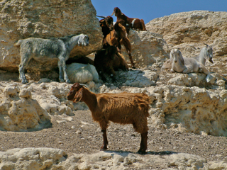 North Cyprus Fauna - Goats