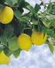 North Cyprus - Lemon Tree